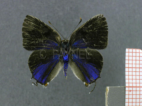 Gargina caninius (mâle, recto)