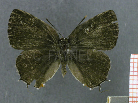 Gargina emessa (femelle, recto)