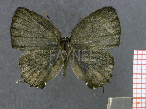 Iaspis castitas (femelle, recto)