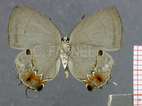 Iaspis castitas (femelle, verso)