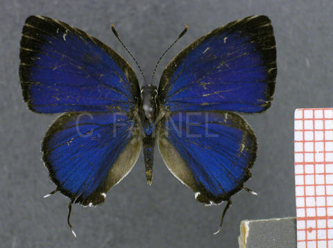Iaspis castitas (mâle, recto)