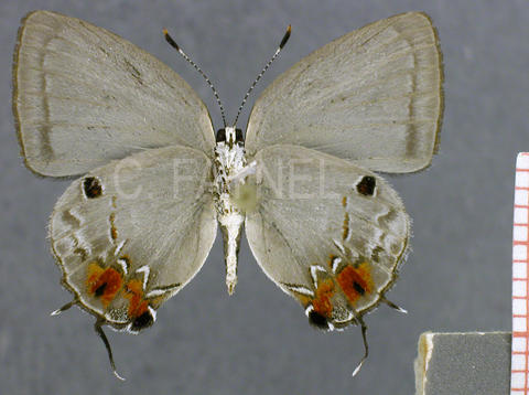 Iaspis castitas (mâle, verso)