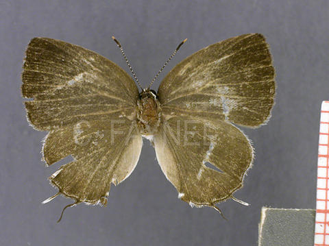 Iaspis ornata (femelle, recto)