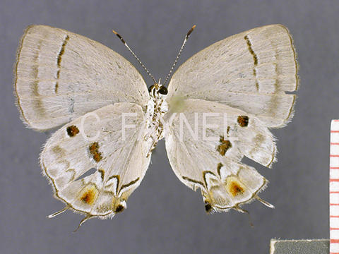 Iaspis ornata (femelle, verso)