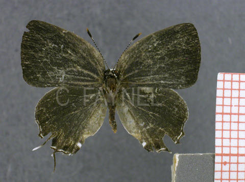 Iaspis temesa (femelle, recto)