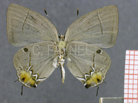 Iaspis temesa (mâle, verso)