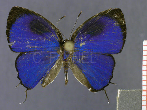 Iaspis thabena (mâle, recto)