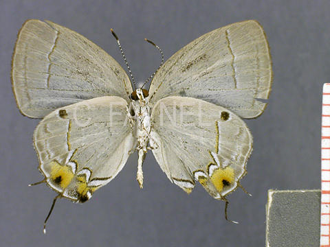 Iaspis thabena (mâle, verso)