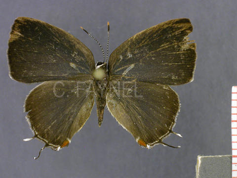 Iaspis verania (femelle, recto)