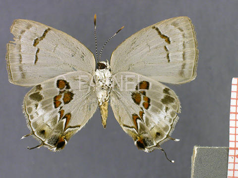Iaspis verania (femelle, verso)