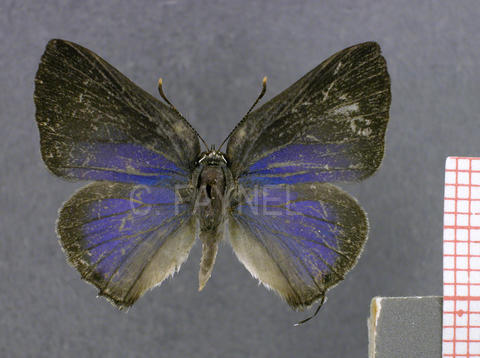 Ignata mulsus (femelle, recto)