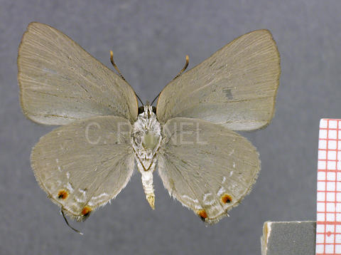 Ignata mulsus (femelle, verso)
