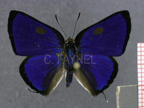 Ignata mulsus (mâle, recto)
