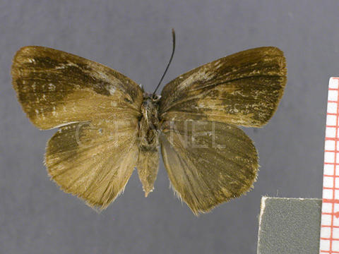 Ipidecla crepundia (femelle, verso)