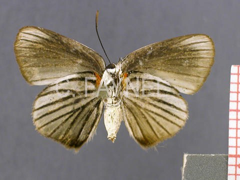 Ipidecla crepundia (femelle, recto)