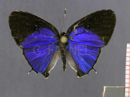 Janthecla leea (mâle, recto)