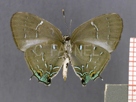 Janthecla leea (mâle, verso)