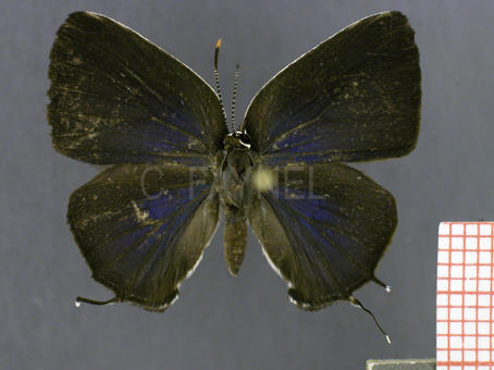 Janthecla malvina (femelle, recto) (2)