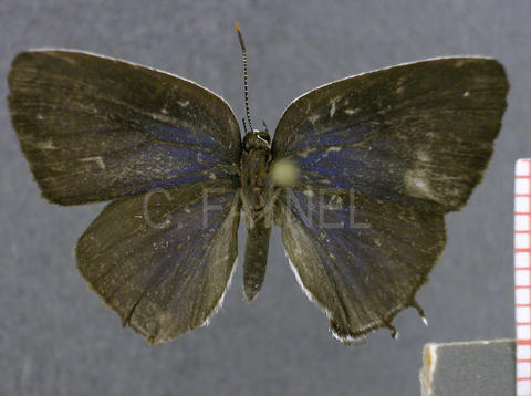 Janthecla malvina (femelle, recto)