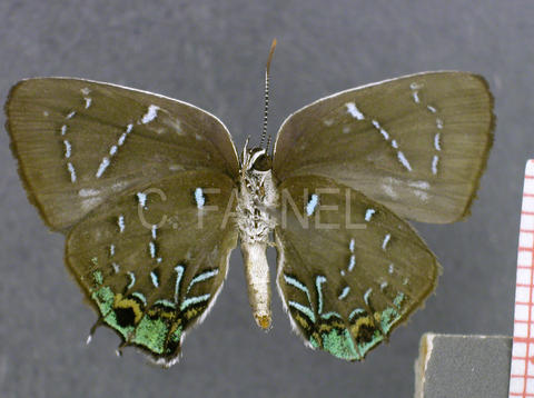 Janthecla malvina (femelle, verso)