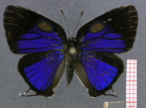 Janthecla malvina (mâle, recto)