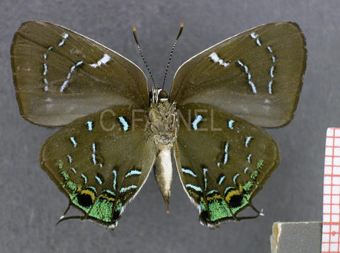Janthecla malvina (mâle, verso)