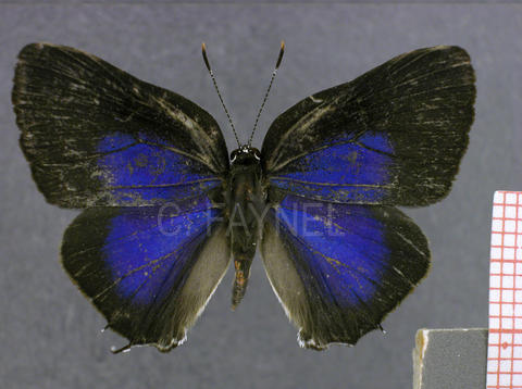 Janthecla rocena (mâle, recto)