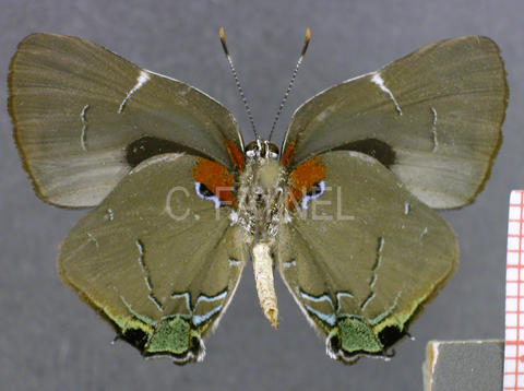 Janthecla rocena (mâle, verso)