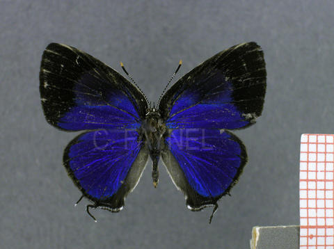 Janthecla sista (mâle, recto)