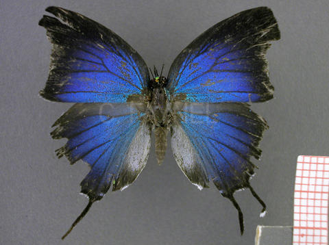 Lamasina ganimedes (femelle, recto)