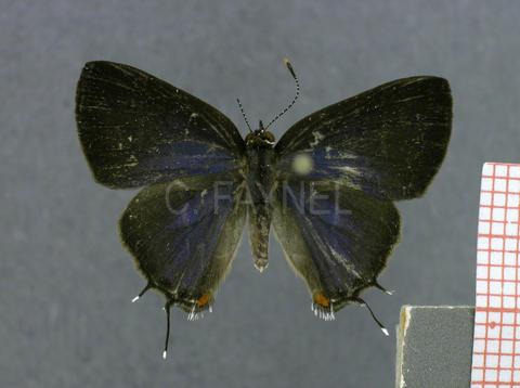Lamprospilus coelicolor (femelle, recto)