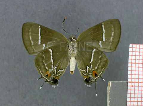 Lamprospilus coelicolor (femelle, verso)