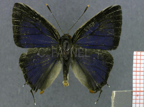 Lamprospilus coelicolor (mâle, recto)