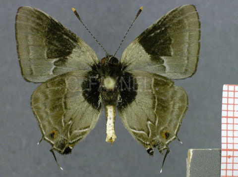 Lamprospilus coelicolor (mâle, verso)