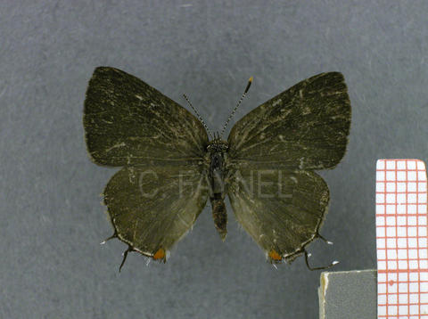 Lamprospilus orcidia (femelle, recto)
