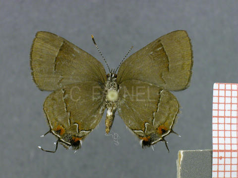 Lamprospilus orcidia (femelle, verso)