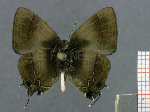 Lamprospilus orcidia (mâle, verso)