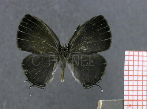 Lathecla mimula (femelle, recto)