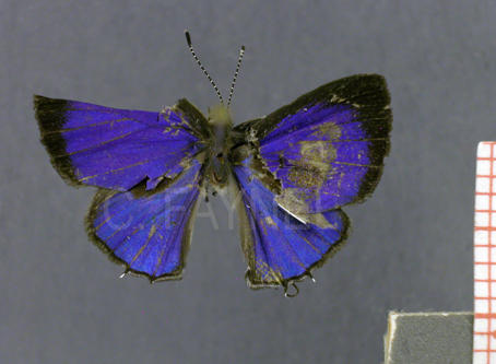 Lathecla mimula (mâle, recto)
