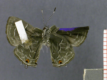 Lathecla mimula (mâle, verso)