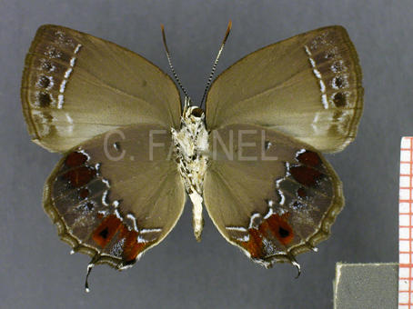 Magnastigma hirsuta (mâle, verso)