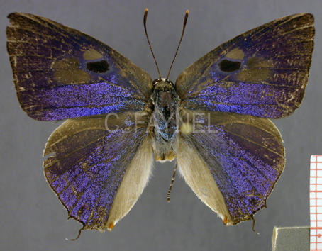 Megathecla corentini (mâle, recto)