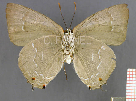 Megathecla corentini (mâle, verso)