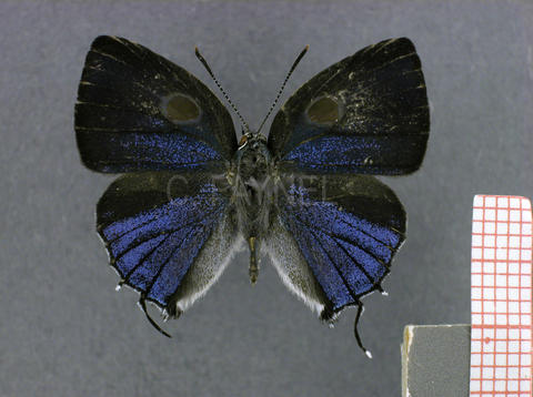 Megathecla cupentus (mâle, recto)