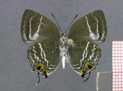 Megathecla cupentus (mâle, verso)