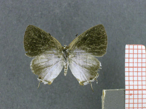 Ministrymon megacles (femelle, recto)