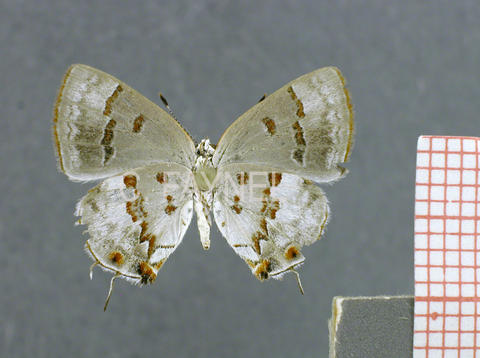 Ministrymon megacles (femelle, verso)