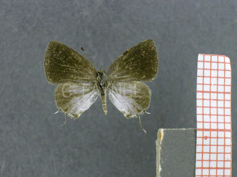 Ministrymon zilda (femelle, recto)
