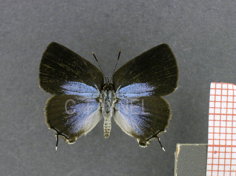 Nicolaea opalia (femelle, recto)