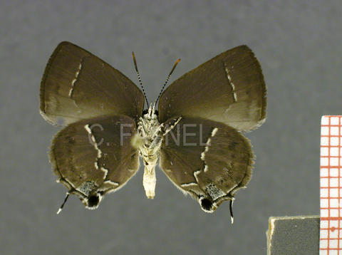 Nicolaea opalia (femelle, verso)